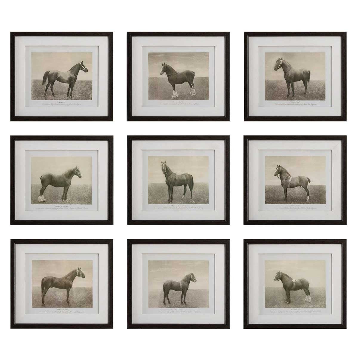Uttermost Equine Dynasty Framed Prints, Set of 9