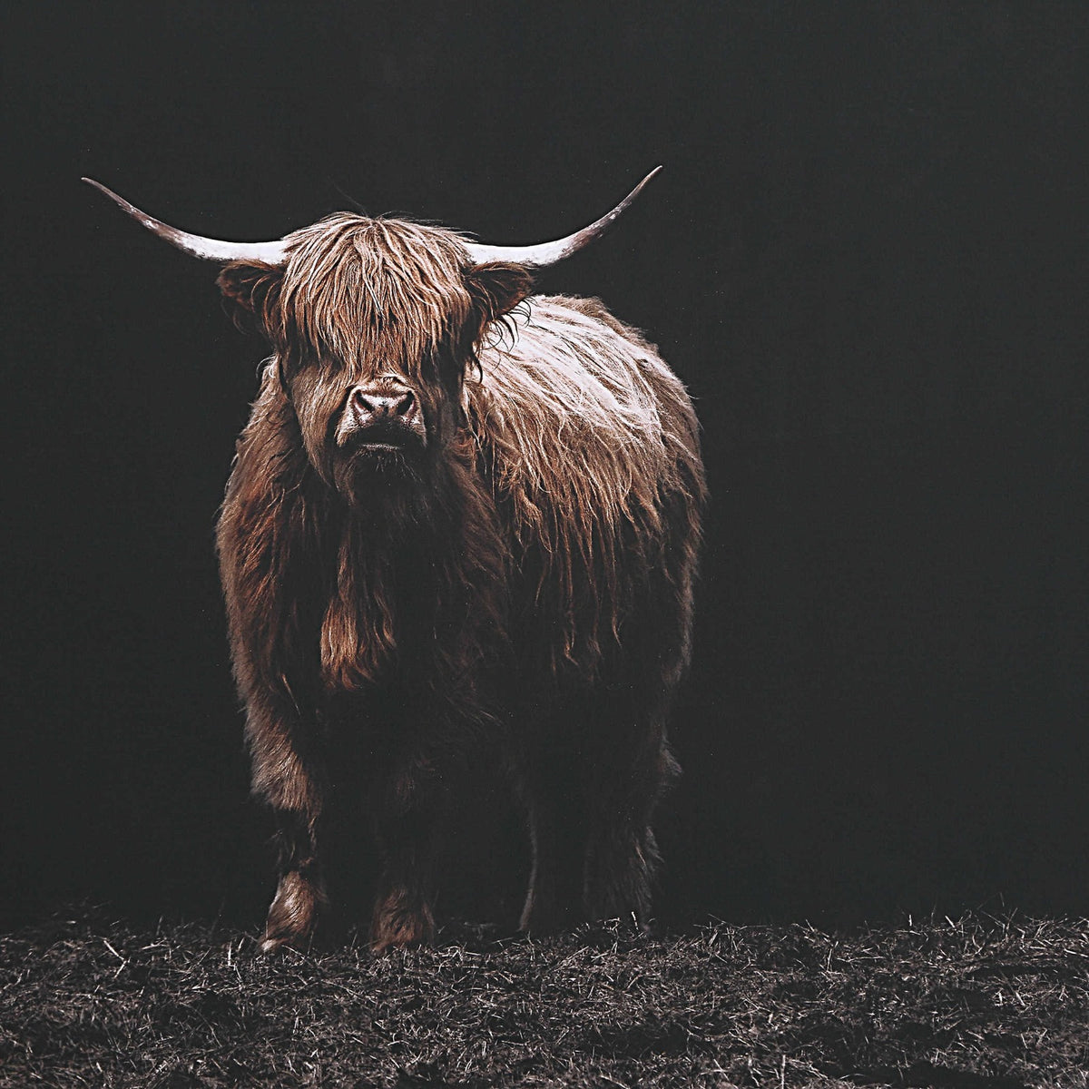Uttermost King of the Hill Highland Cow Photography Print