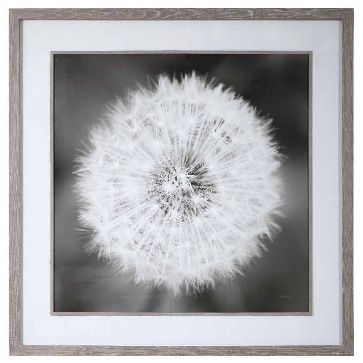  Dandelion Seedhead Framed Print
