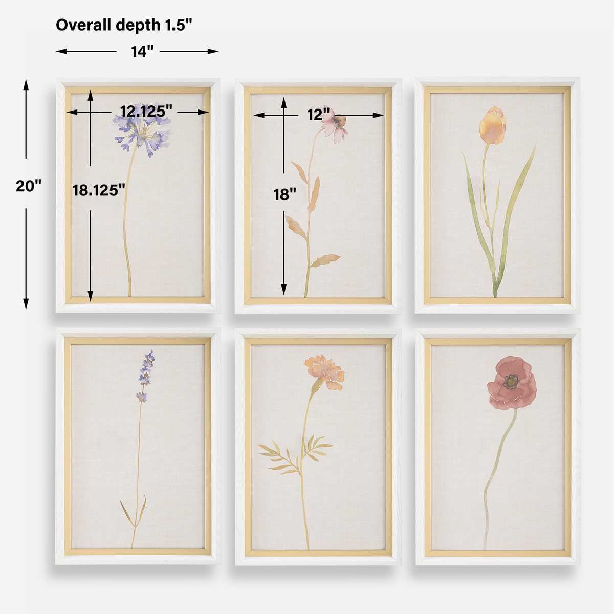 Uttermost Wild Flourish Framed Prints Set of 6