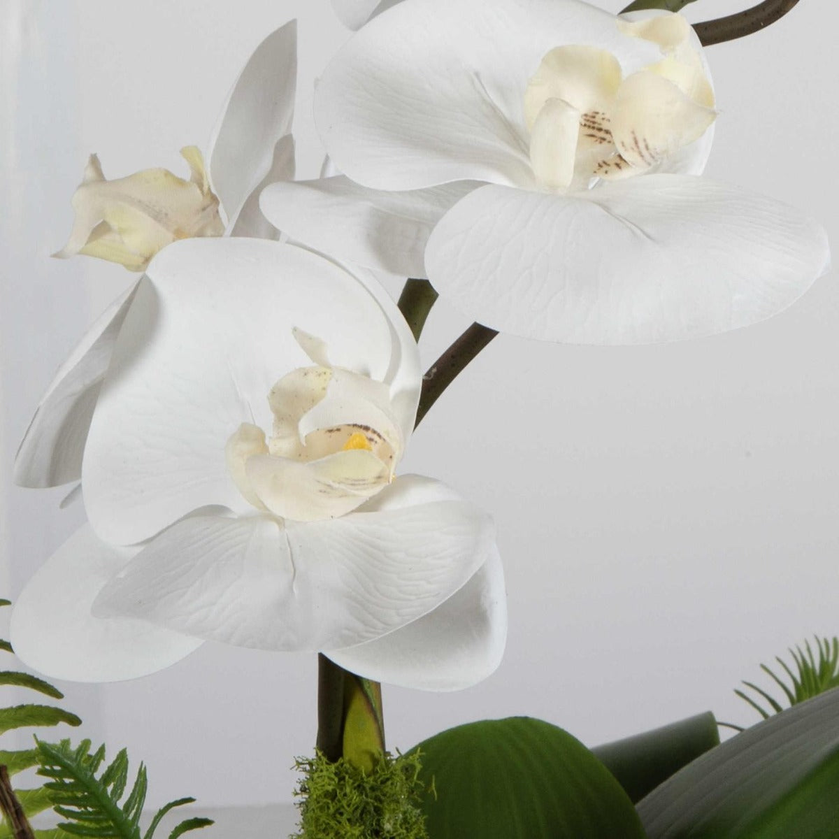 Uttermost Transcend Orchid