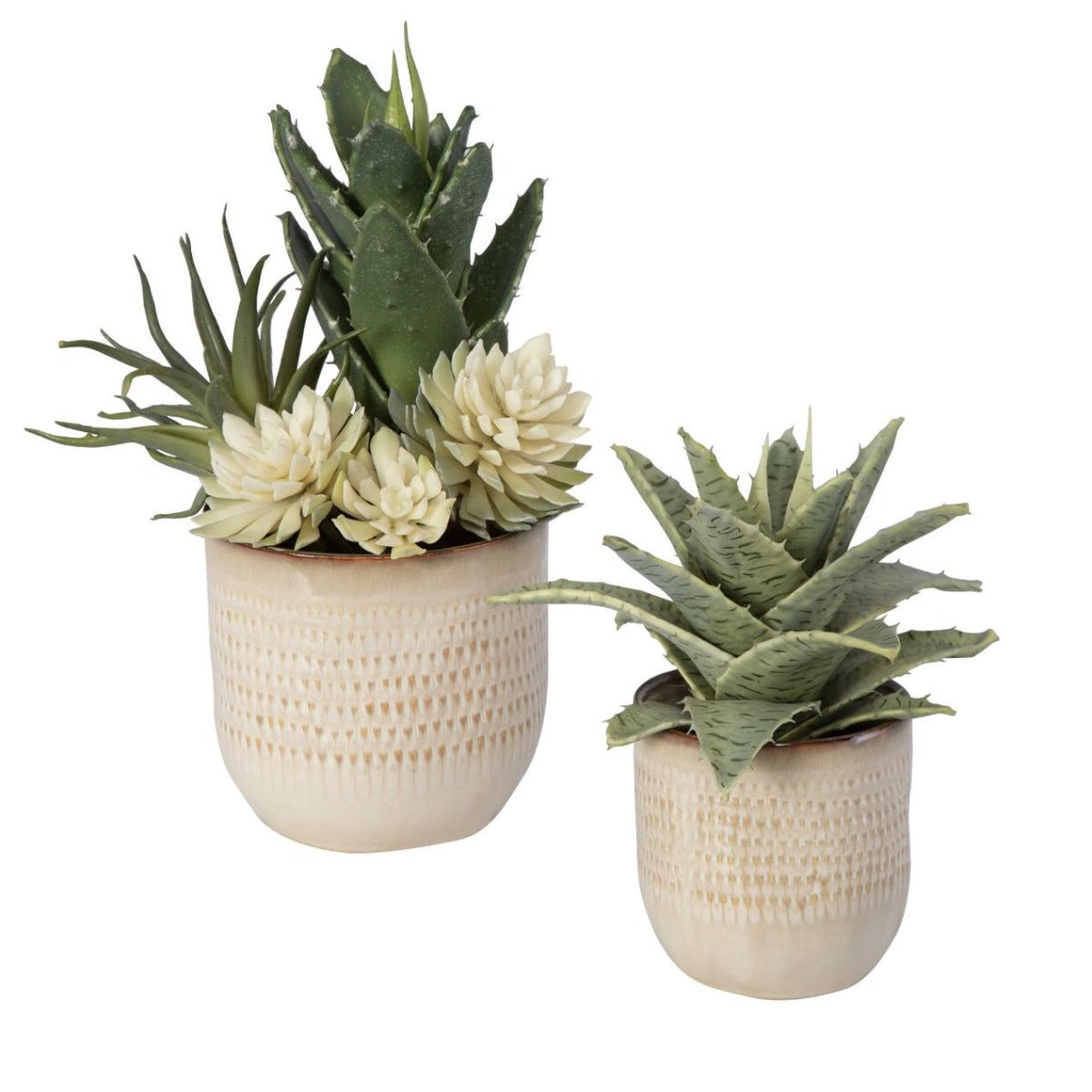 Seaside Succulents | Set of 2