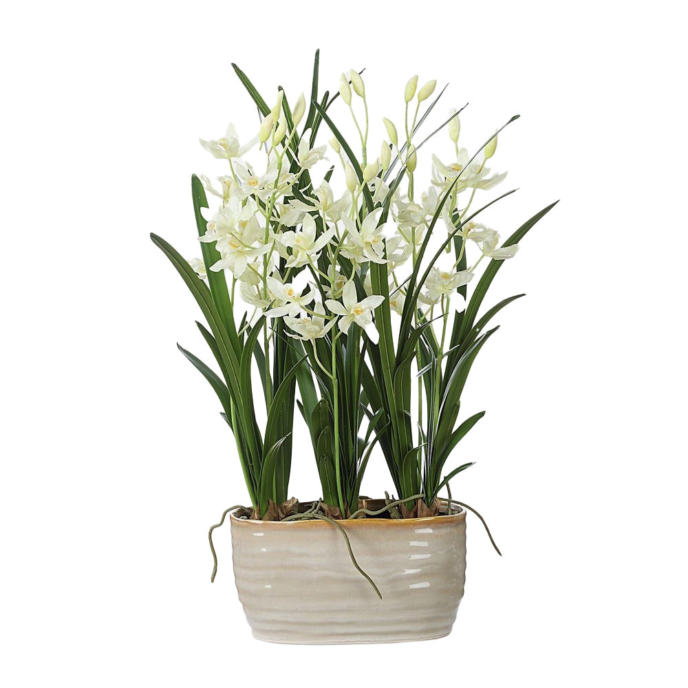 Ariana Orchid