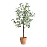 Olea Potted Olive Tree