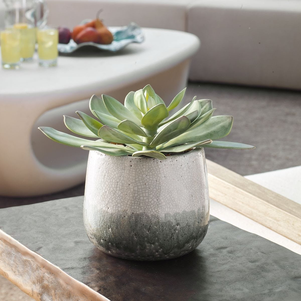 Uttermost Dudleya Gray Outdoor Succulent