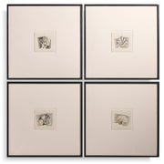 Jonathan Charles Architectural Clamshells Framed Prints - Set of 4
