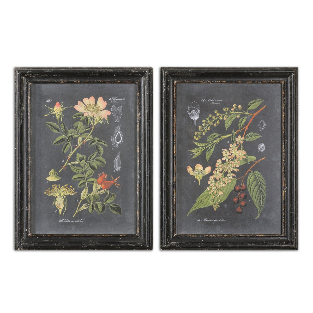  Midnight Botanicals Wall Art S/2