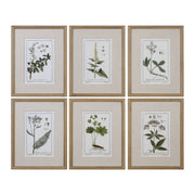  Green Floral Botanical Study Prints S/6