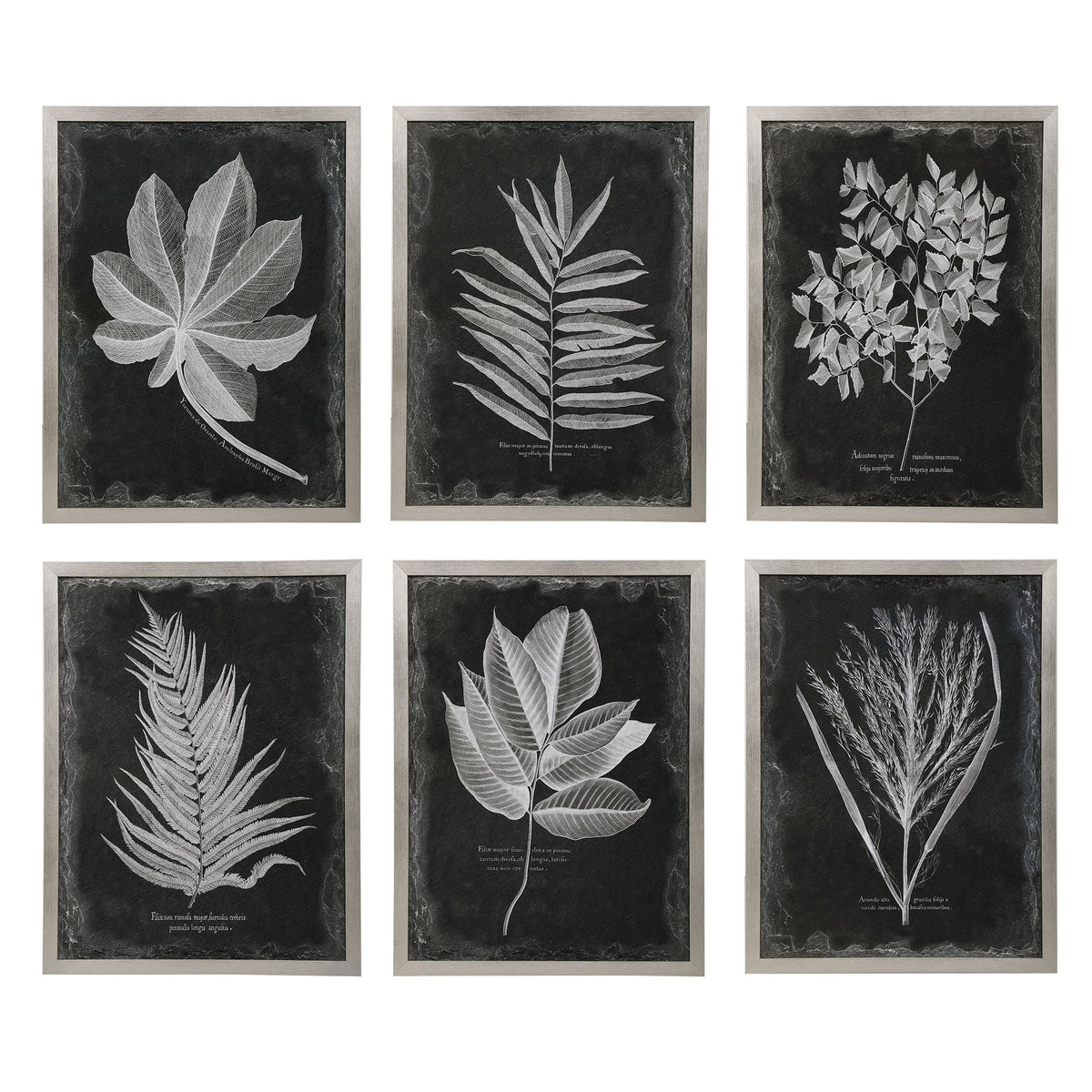  Foliage Framed Prints, S/6