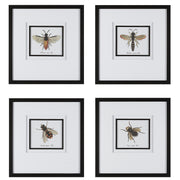  Anthophila Framed Prints, S/4
