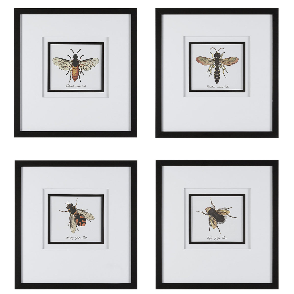  Anthophila Framed Prints, S/4