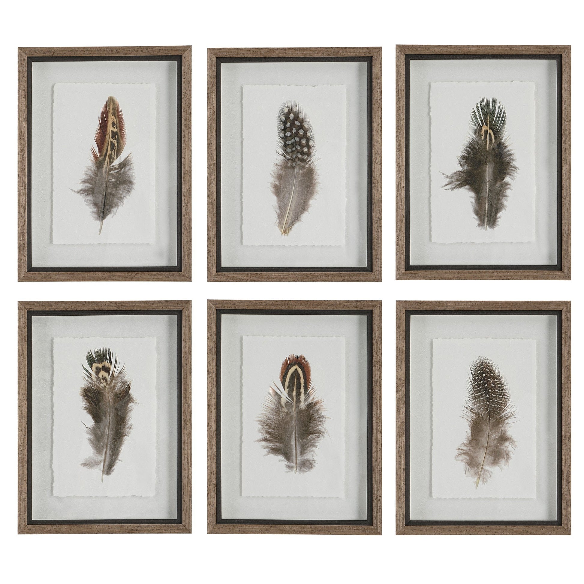  Birds Of A Feather Framed Prints, S/6