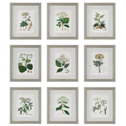  Antique Botanicals Framed Prints, S/9