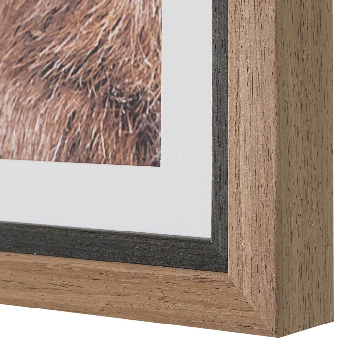 Uttermost Big Horn Sheep Framed Print