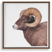 Big Horn Sheep Framed Print