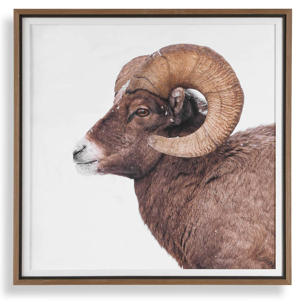 Big Horn Sheep Framed Print