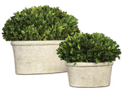  Oval Domes Preserved Boxwood Set/2