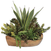  Salar Succulents In Teak Bowl