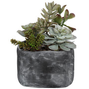  Alverio Desert Garden Succulents