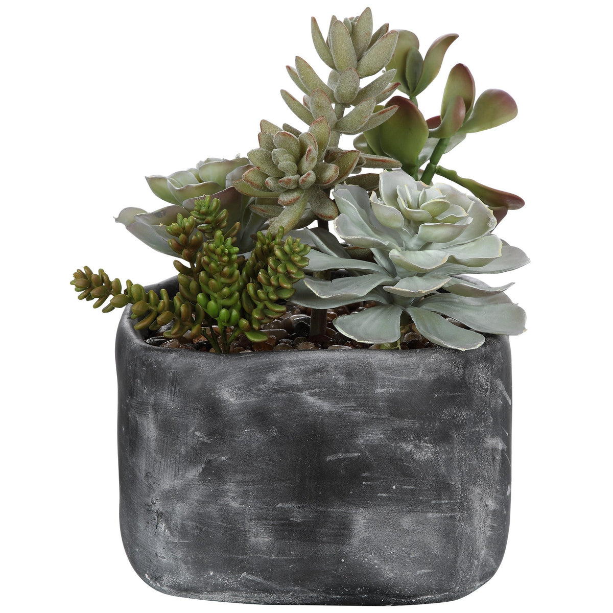  Alverio Desert Garden Succulents