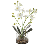  Glory Orchid