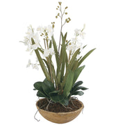  Moth Orchid Planter