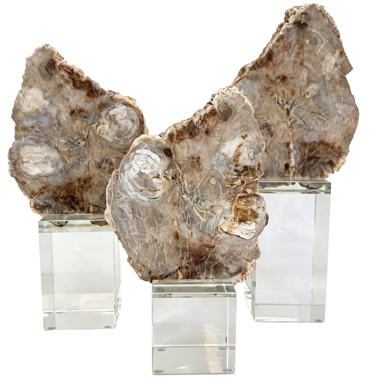 Keiichi Bram Petrified Wood Sculpture - Large