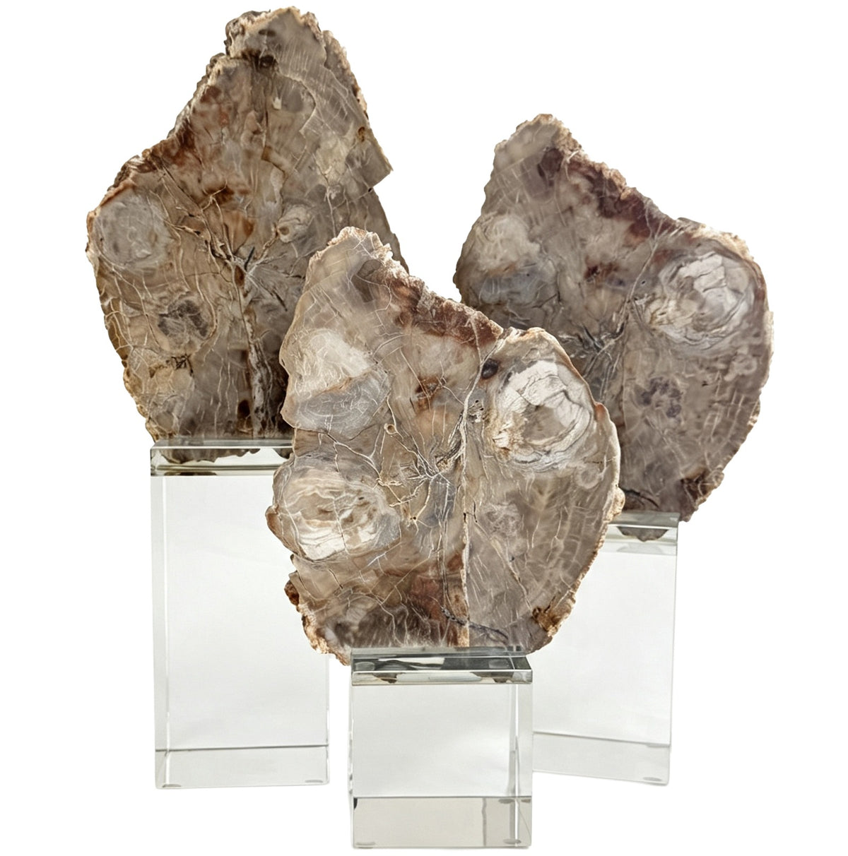 Keiichi Bram Petrified Wood Sculpture - Large