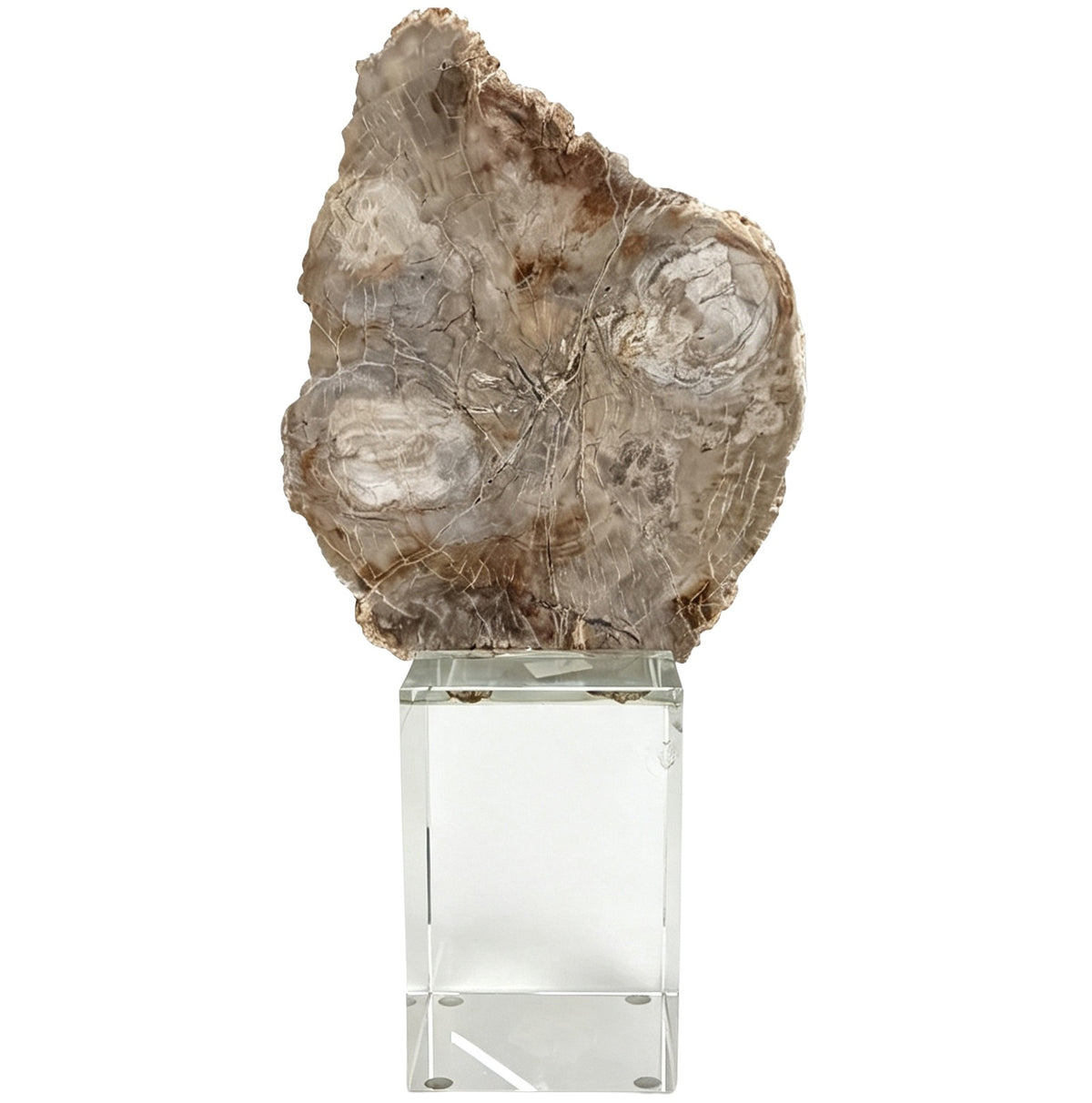 Keiichi Bram Petrified Wood Sculpture - Medium
