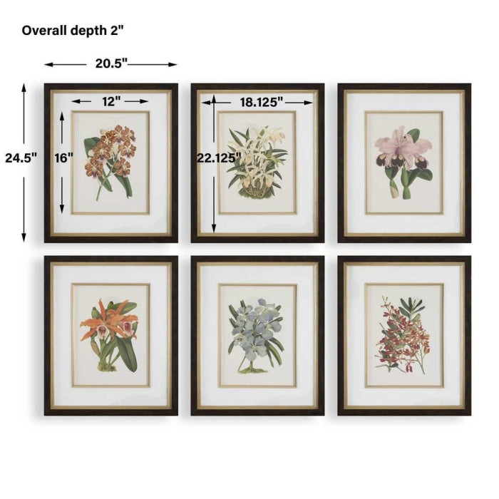 Uttermost Orchid Botanical Framed Prints Set of 6
