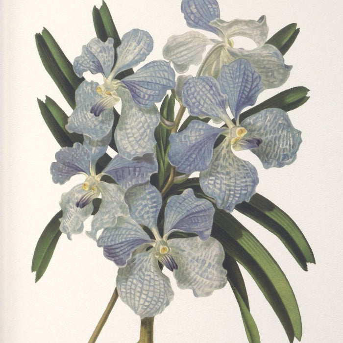 Uttermost Orchid Botanical Framed Prints Set of 6