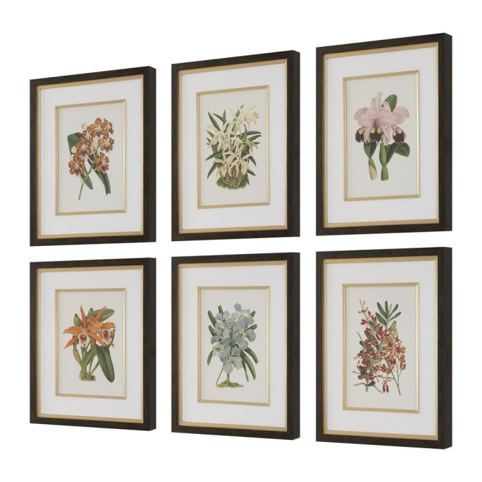 Uttermost Orchid Botanical Framed Prints Set of 6