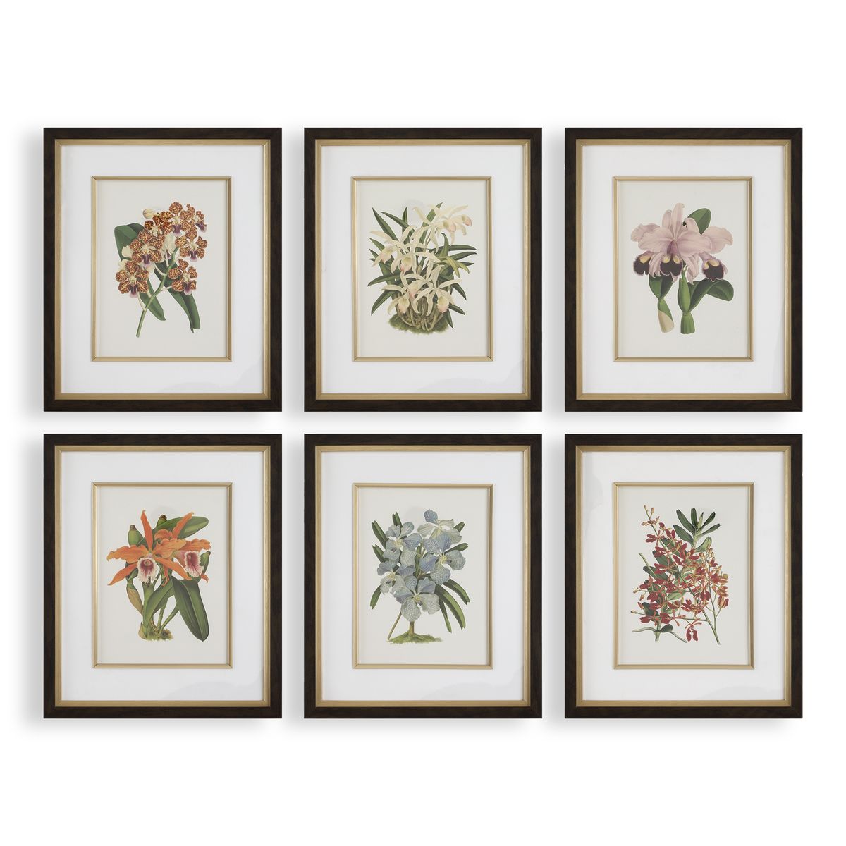 Orchid Botanical Framed Prints Set of 6
