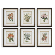 Orchid Botanical Framed Prints Set of 6