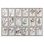Botany Framed Prints, S/18
