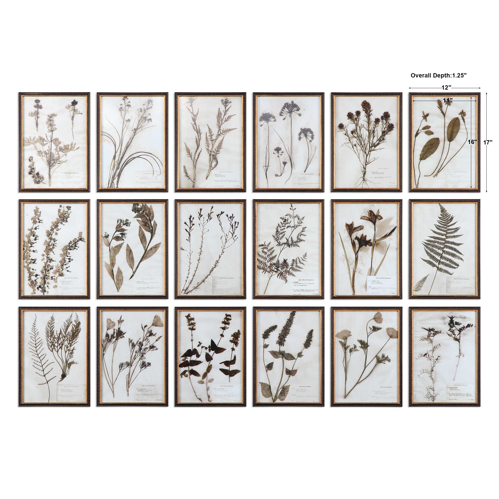 Uttermost Botany Set of 18 Framed Prints