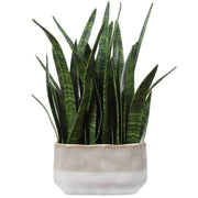 Sansera Snake Accent Plant