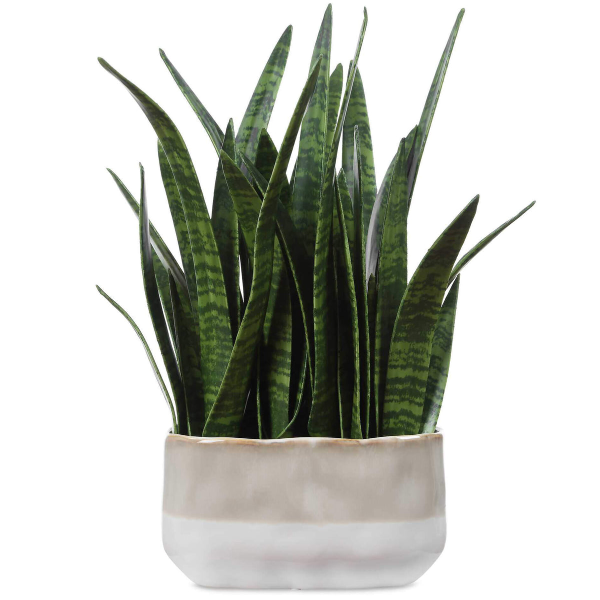 Sansera Snake Accent Plant