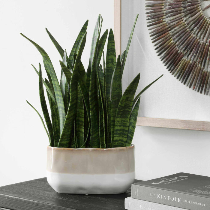 Uttermost Sansera Snake Accent Plant