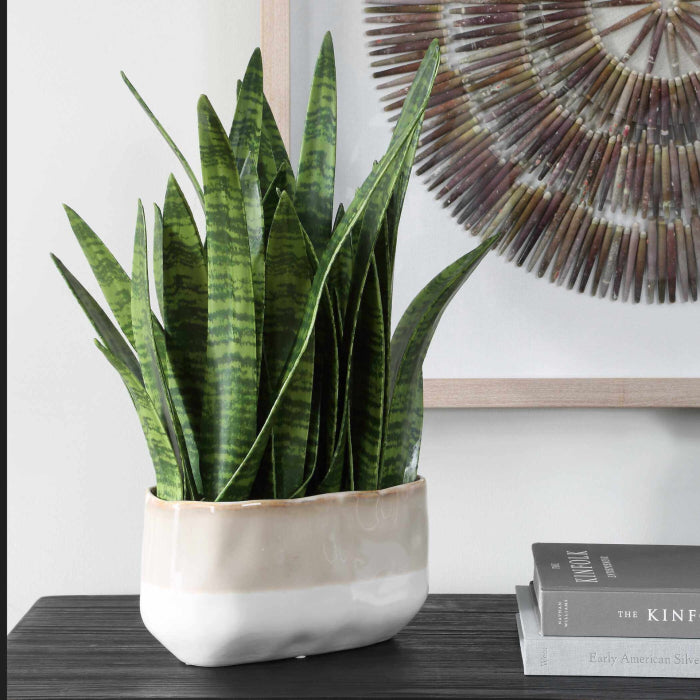 Uttermost Sansera Snake Accent Plant