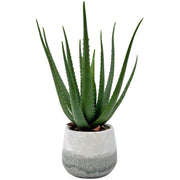 Veranda Indoor-Outdoor Aloe Plant