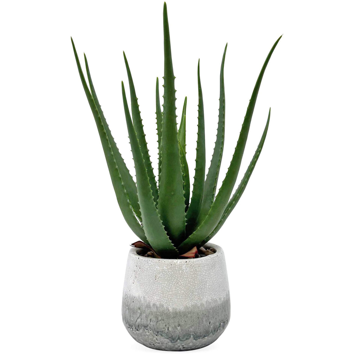 Veranda Indoor-Outdoor Aloe Plant