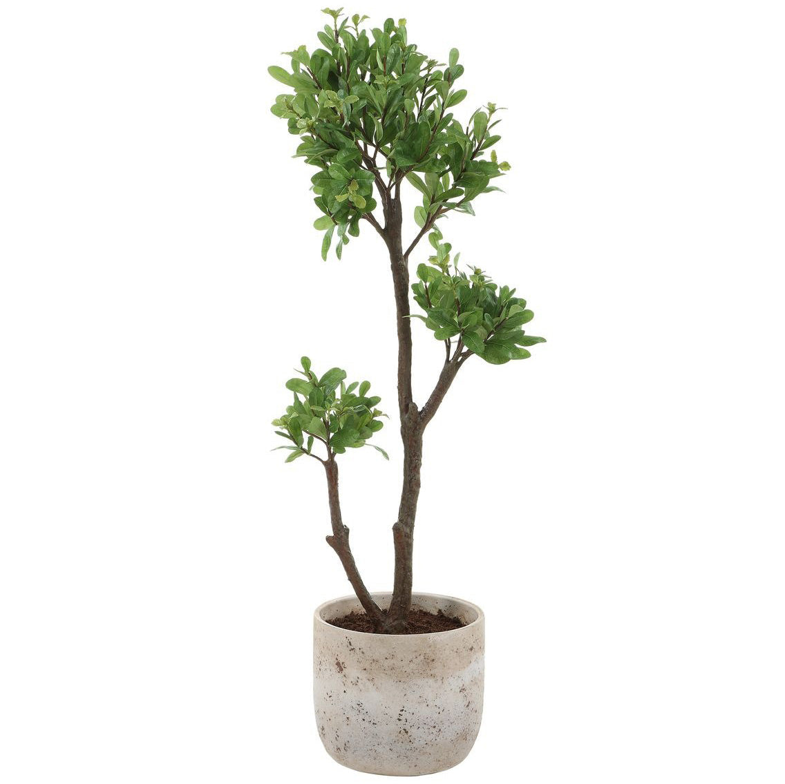 Arbor Strawberry Tree