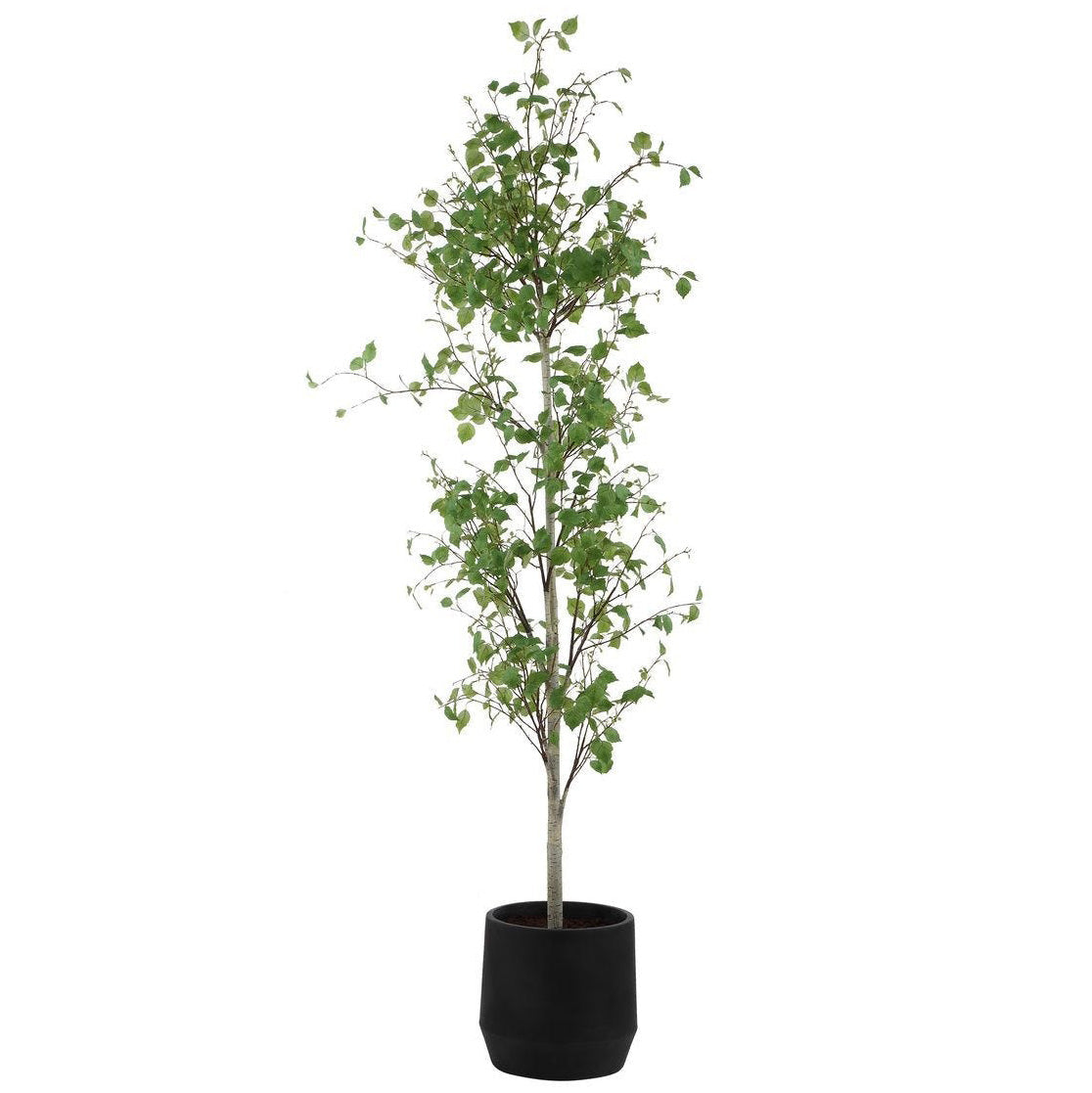 Boreal Potted Birch Tree