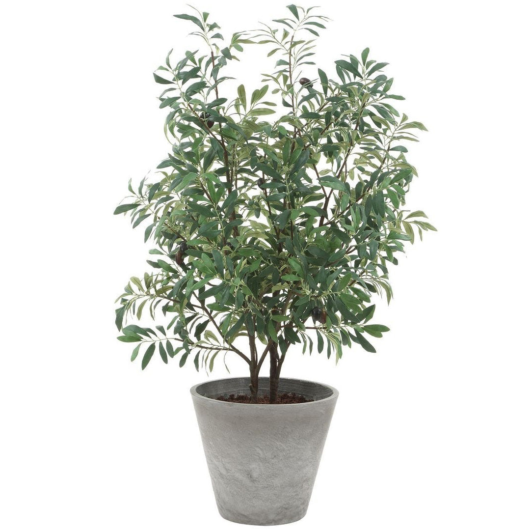Marisol Potted Olive Plant