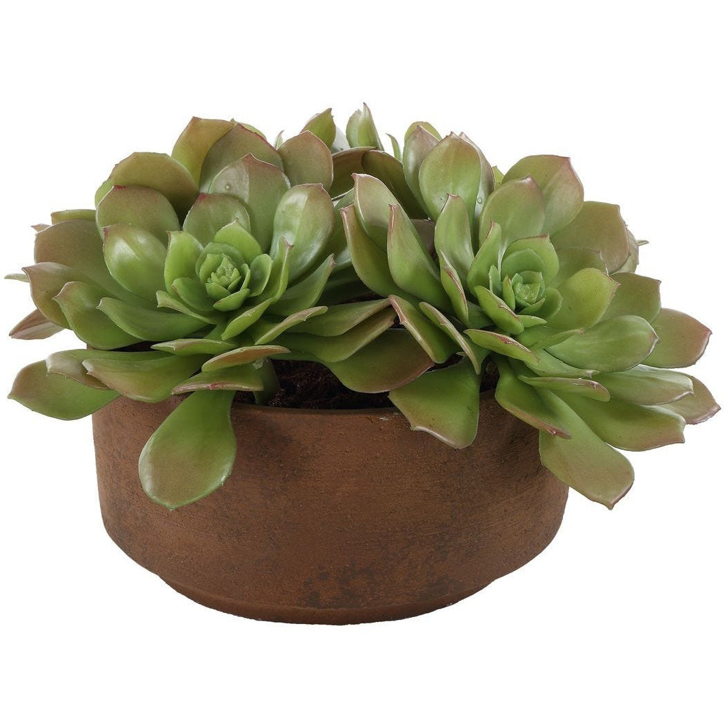 Sable Succulent Accent In Pot