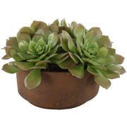 Sable Succulent Accent In Pot