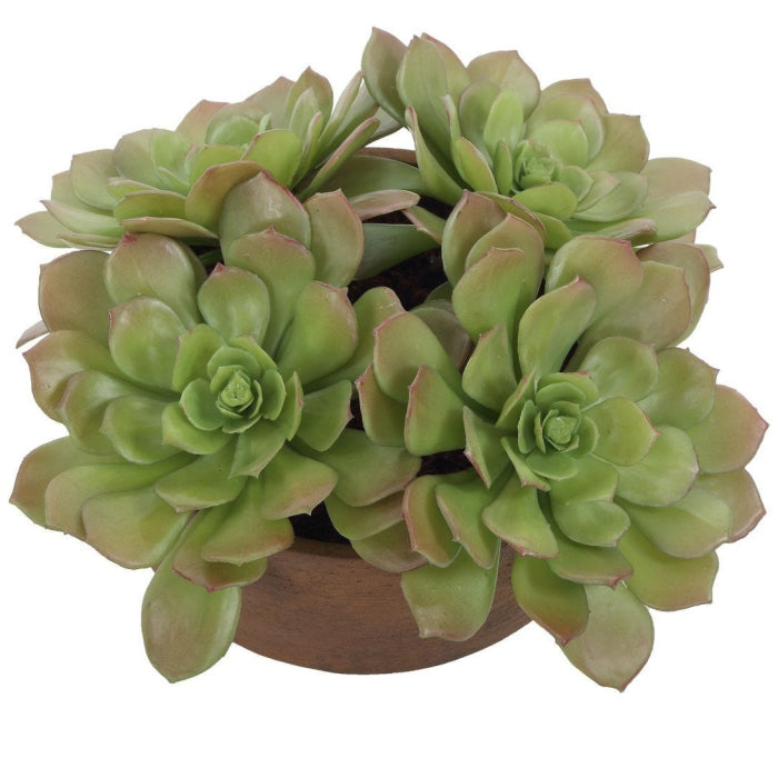 Uttermost Sable Succulent Accent In Pot