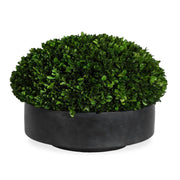 Verdana Boxwood Centerpiece In Bowl
